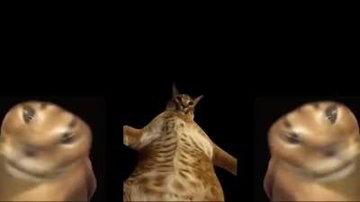 Cat funny