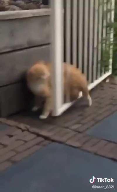 Beware of the gate