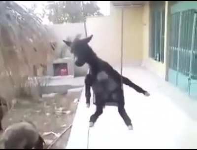 burro