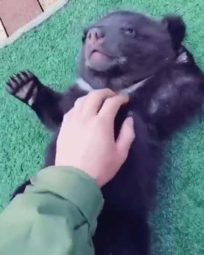 Rub my belly please