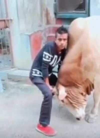 Idiot gets catapulted by a bull