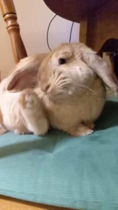 slowmo rabbit scratching nose