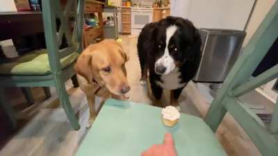 Birthday doggy a little slow.