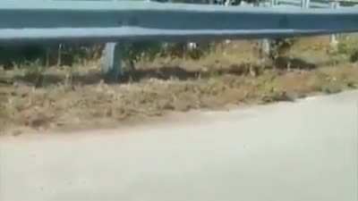 Mother rat trying to protect its baby from a snake