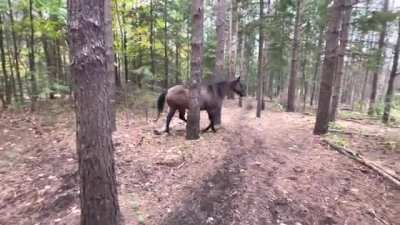 Horse kicks tree, farts on dogs then runs away