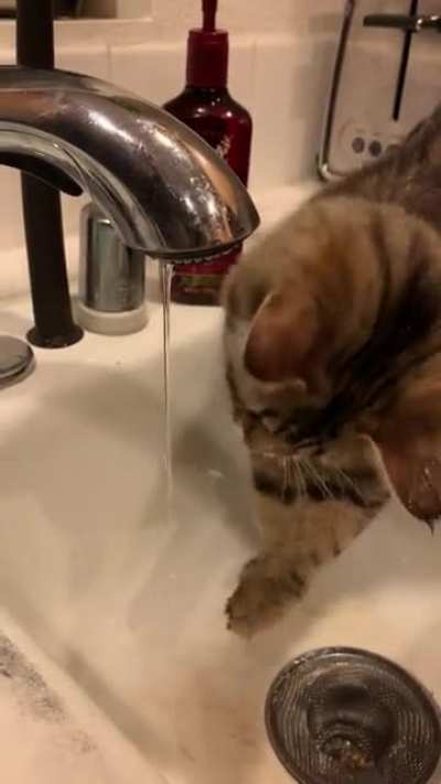 My cat biting the water