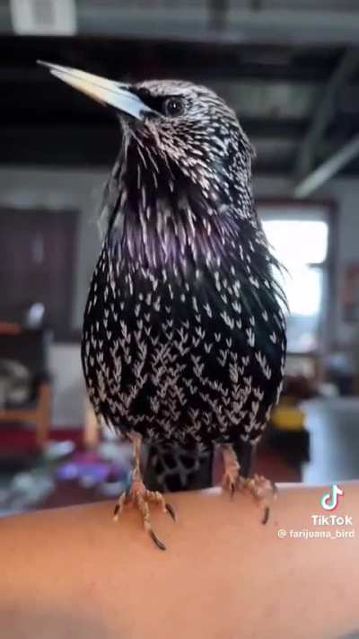 European Starling