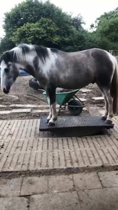 A real life rocking horse