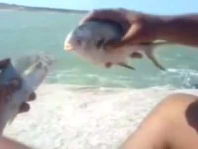 fish sex