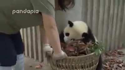 The struggle of a zookeeper