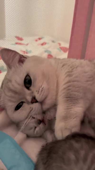 Mom cat put the kitten to sleep