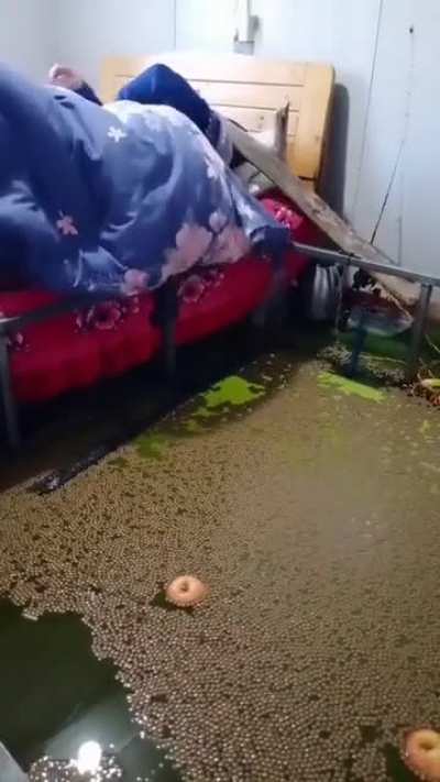 average argonian home