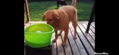 Playful doggo