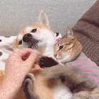 Не трожь моего пса! 😾