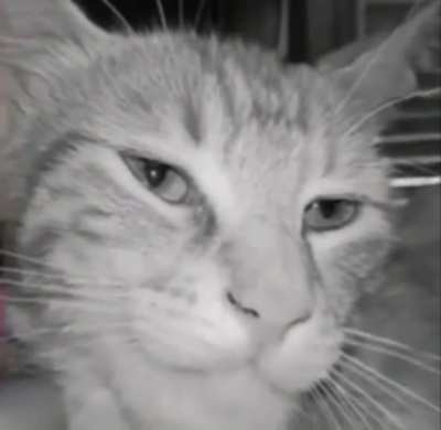 Based cat