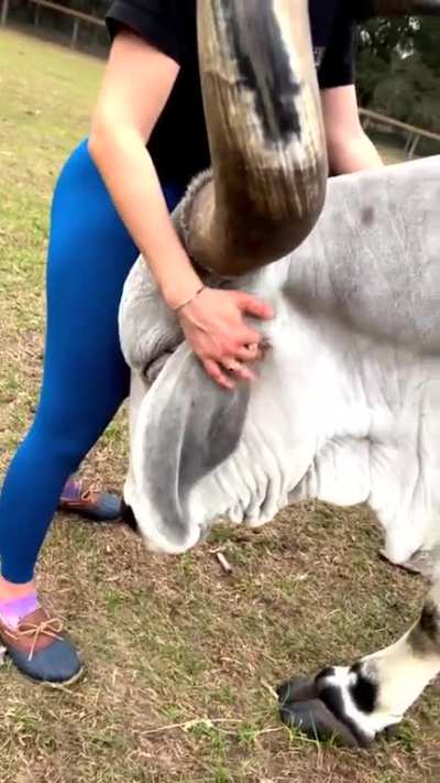 Brahman Bull