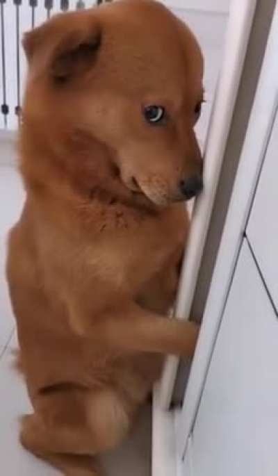 This dog used to chase people on a bike a lot. It got so bad, finally I had to take his bike away.