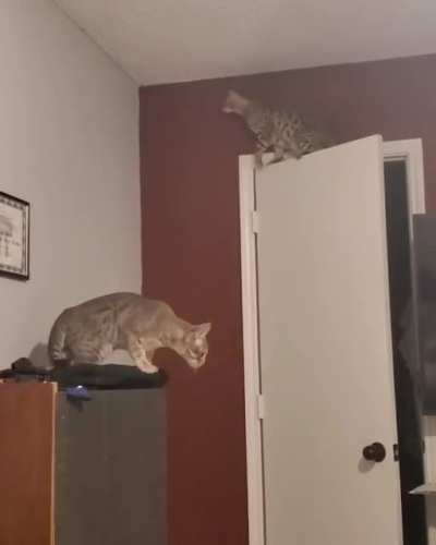 Sometimes my cat is more determined than he should be