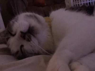 Nothing much, but i made a pretty cool slideshow of my cat