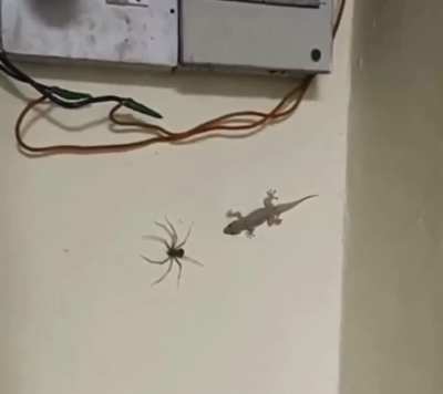 Lagartixa Fortaleza CE