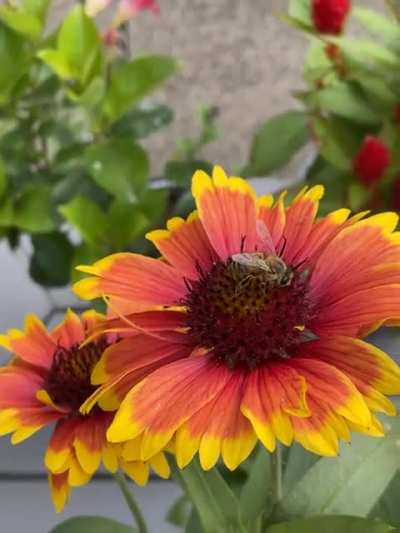 A bee doing a good job for nature!