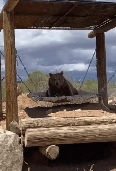 He's just bearly having fun...