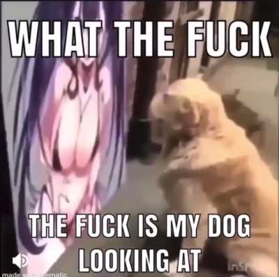What the dog doin?