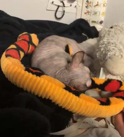 Gizmo and the woogedy boogedy snake