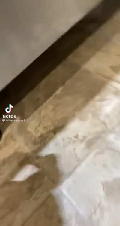 The good ol’ mouse toss!