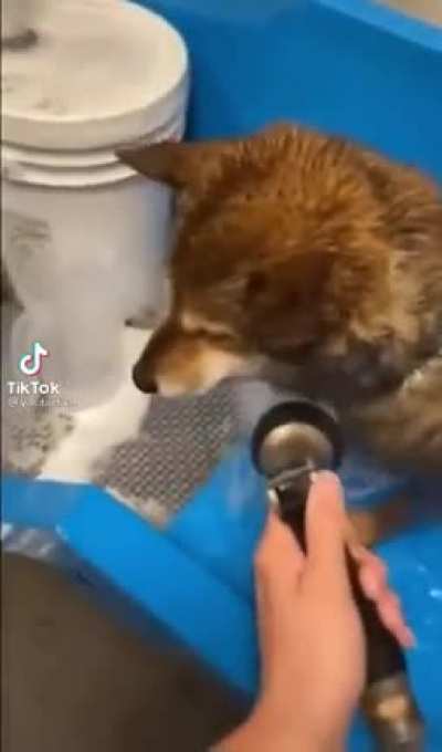 Fun dog grooming job