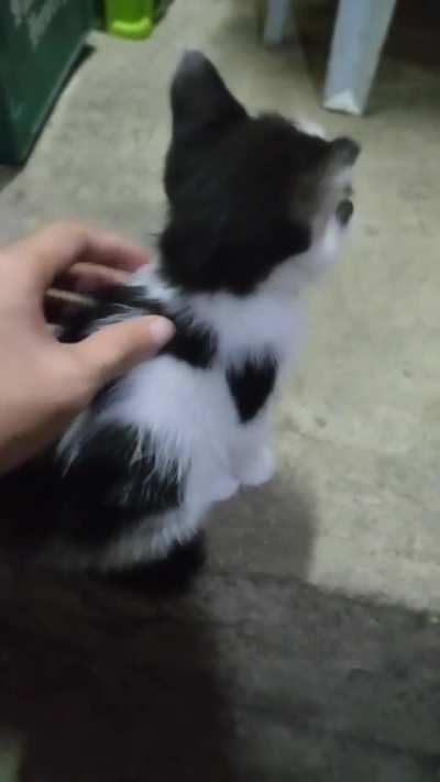 baby luna