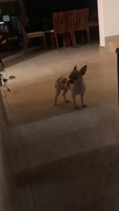My dog hates The Police