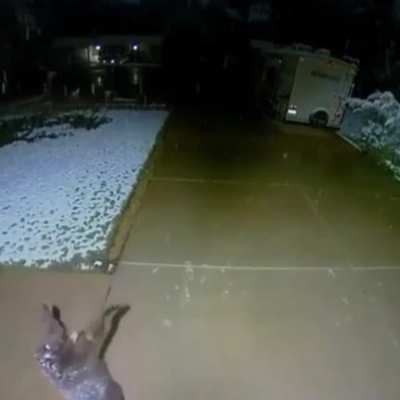 This baby bear trying to catch snowflakes is the purest thing ever