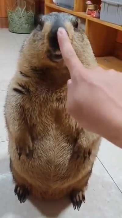 This marmot is good boy.