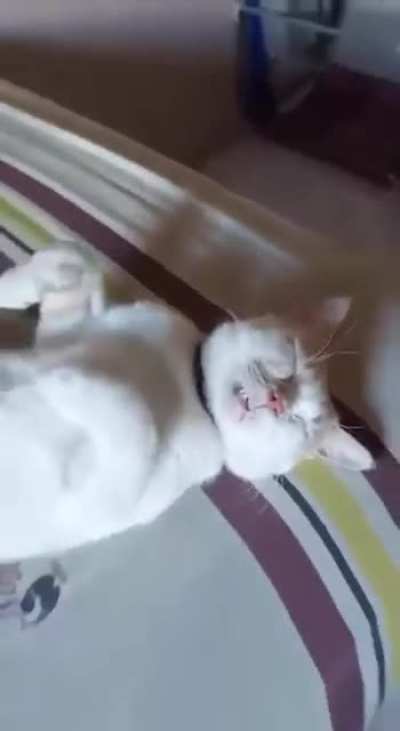 A mimir