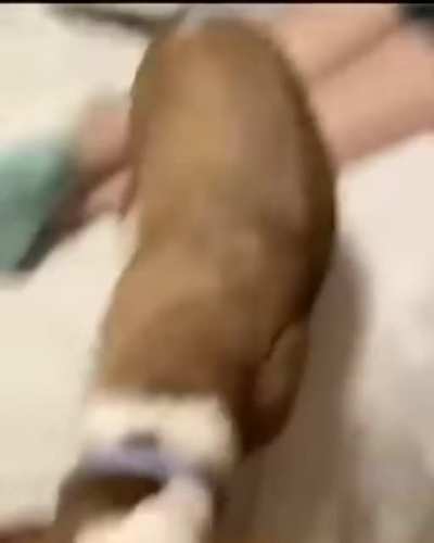 Assguard