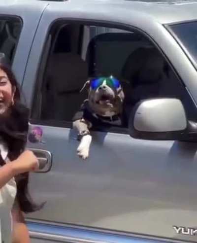 Perro 🕶️🐶