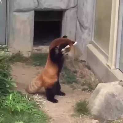 To intimate a rock
