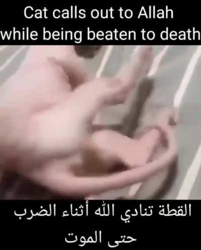 mashallh