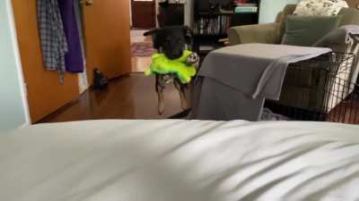 OC Gulliver is still learning to time his jumps.