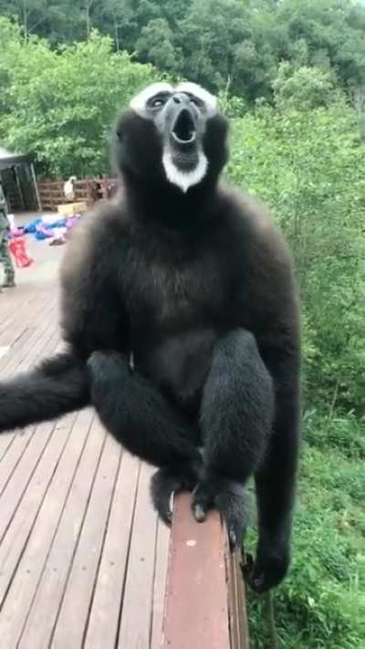 Gibbon exposed to Helium gas