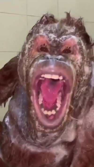 Orangutans are actually lions in disguise