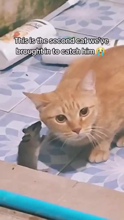 What the fudge kind of satanic black magic does this rat have on these cats?! 😧