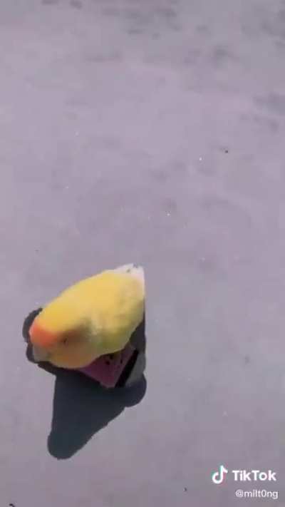 fofo