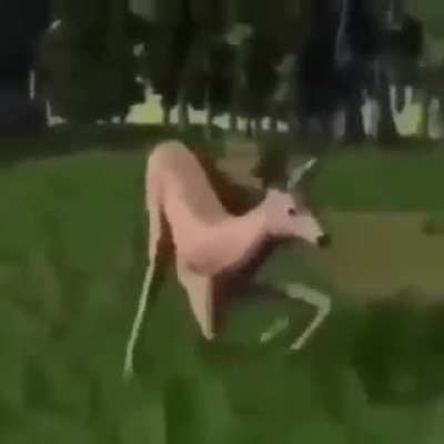 hunt
