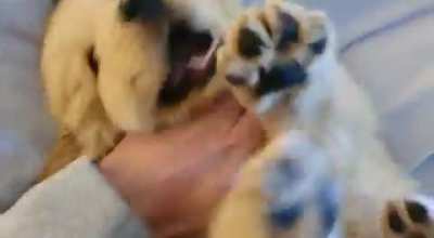 Help naming this vicious shark