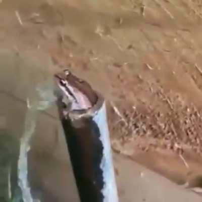 frog.
