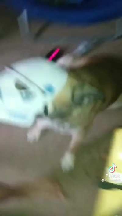 storm trooper dog