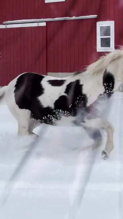 Horse and dog frens share zoomie time