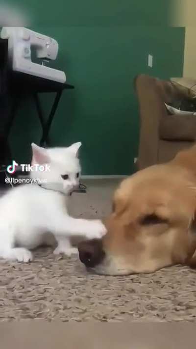 Vicious Smol Attack